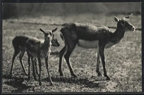 AK Gazelle mit zwei Jungen