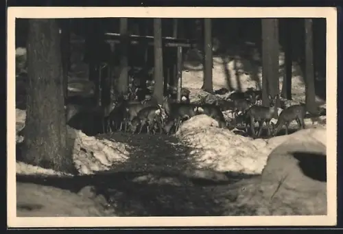 AK Wildfütterung auf einer Lichtung im Schnee