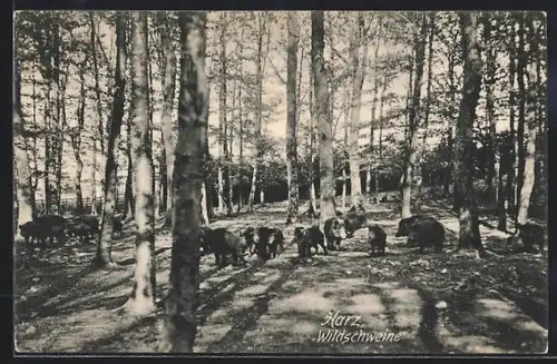 AK Harz, Wildschweine auf einer Lichtung