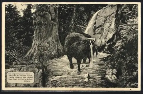 AK Angeschossener Eber wäscht sich die Wunde