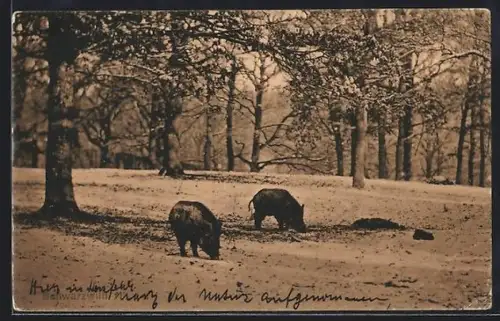 AK Zwei Wildschweine in einem Park