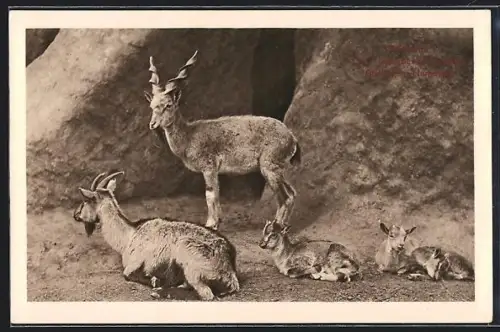 AK Ziegen mit Jungen vor einer Felswand