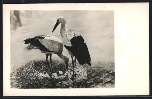 AK Storchenpaar mit Eiern im Nest