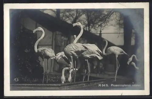AK Flamingos vor einem Gebäude