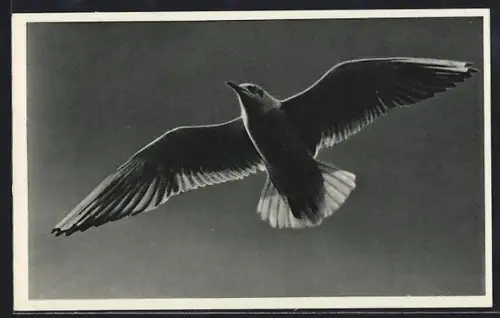 AK Fliegende Möwe
