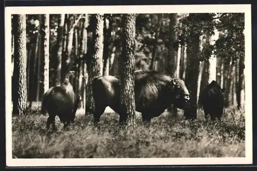 AK Schorfheide, Wisente im Wisentgehege