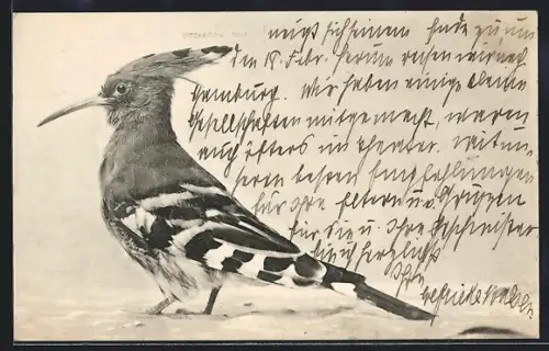 AK Ein Wiedehopf, Portrait