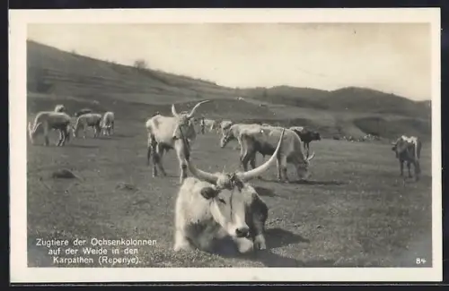 AK Zugtiere der Ochsenkolonnen auf der Weide in den Karpathen