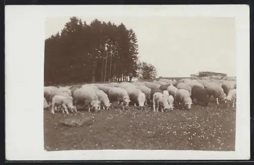 AK Schafherde auf einer Wiese