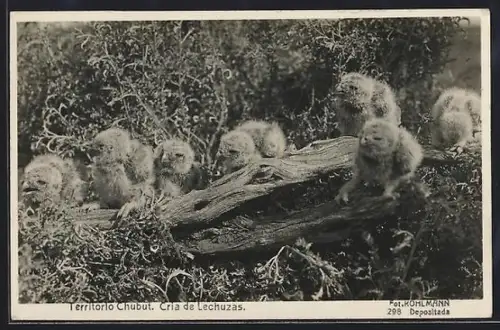 AK Territorio Chubut, Cria de Lechuzas