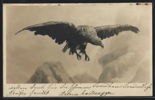 AK Adler bei der Landung mit ausgefahrenen Krallen