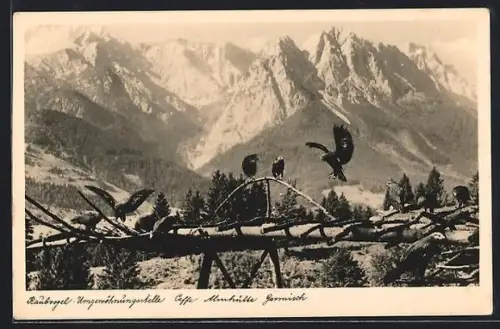 AK Garmisch, Raubvogel-Umgewöhnungsstelle, Cafe Almhütte