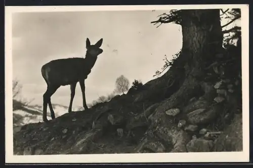 AK Sicherndes Hirschkalb