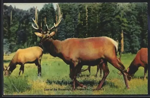 AK Prairie Creek Park, Last of the Roosevelt Elk