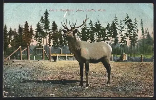 AK Seattle, Wash., Elk in Woodland Park