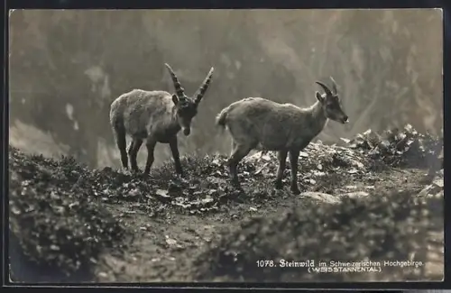 AK Weisstannental, Steinwild im Hochgebirge
