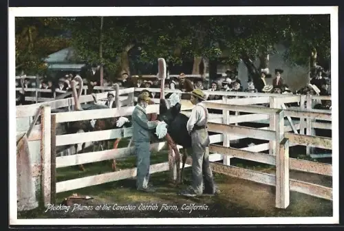 AK California, Cawston Ostrich Farm, Watching the Plumepluckers