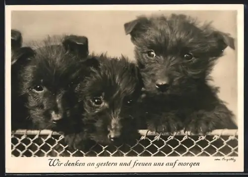 AK Wir denken an gestern..., Hundewelpen