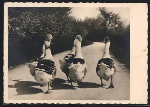 AK Gänse von hinten gesehen