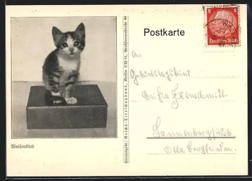 AK Waisenkind, Katzenbaby, Tierschutz Berlin