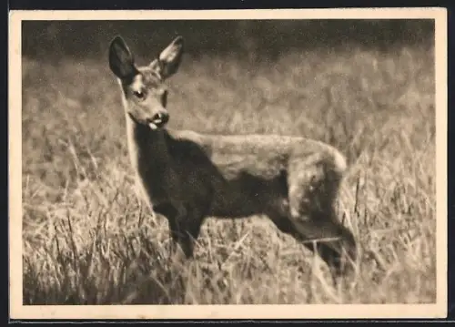AK Sicherndes Reh in freier Wildbahn