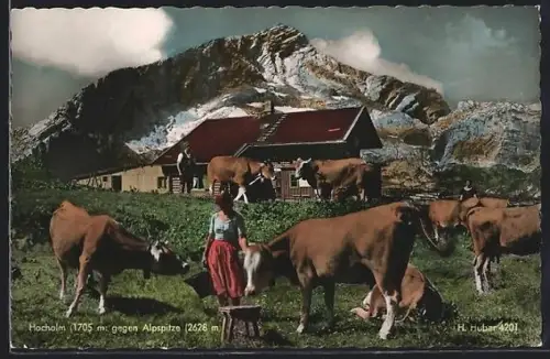 AK Hochalm, Almhütte u. Kühe gegen Alpspitze