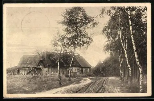 AK Einzingen /Lüneburger Heide, Strassenpartie mit Birken