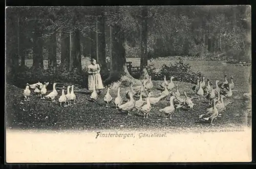AK Finsterbergen, Gänseliesel mit Gänsen