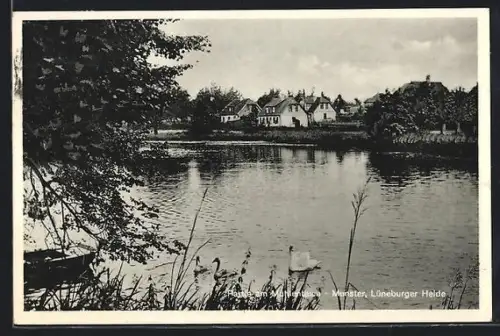 AK Munster /Lüneburger Heide, Partie am Mühlenteich