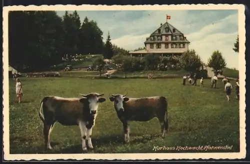 AK Pfannenstiel, Kurhaus Hochwacht mit Kühen