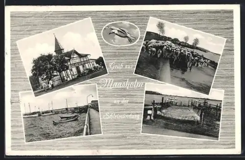AK Maasholm an der Schleimündung, Gasthaus, Schafherde, Möwe