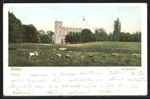 AK Putbus, Wildpark mit Rehen