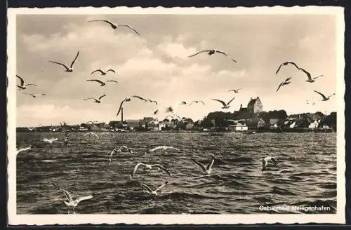 AK Heiligenhafen, Ostseebad, Uferpartie mit Möwen
