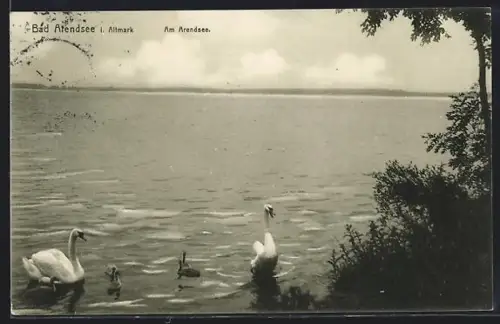 AK Bad Arendsee /Altmark, Am Arendsee, Schwäne am Ufer