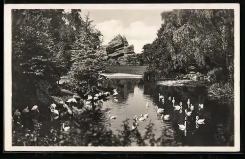 AK Hamburg-Stellingen, Flamingos auf dem Japanischen Teich, Affenfelsen in Hintergrund, in Hagenbecks Zoo