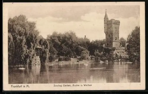 AK Frankfurt a. M., Zoologischer Garten, Ruine und Weiher