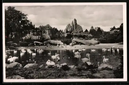 AK Hamburg-Stellingen, Carl Hagenbeck`s Tierpark, Das grosse Panorama