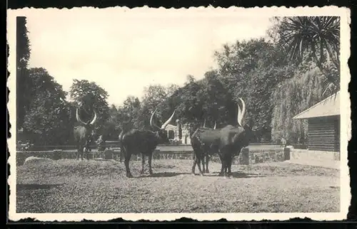 AK Anvers, Jardin Zoologique, Park des Watussis