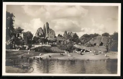 AK Hamburg-Altona-Stellingen, Hagenbeck`s Tierpark, Gesamt-Panorama