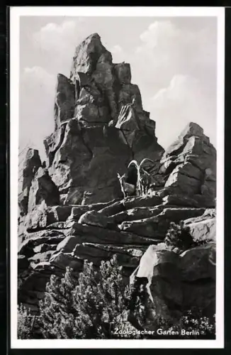 AK Berlin, Grosser Felsen im Zoologischen Garten mit Steinböcken