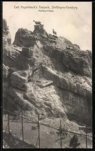 AK Hamburg-Stellingen, Hagenbecks Tierpark, Markhor Felsen - Zoo