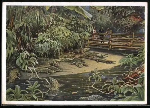AK Berliner Aquarium, Krokodilhalle, Tropenterrarium