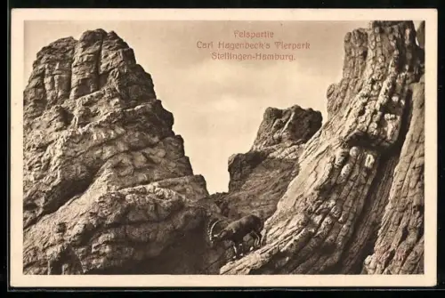 AK Hamburg-Stellingen, Carl Hagenbeck`s Tierpark, Felspartie