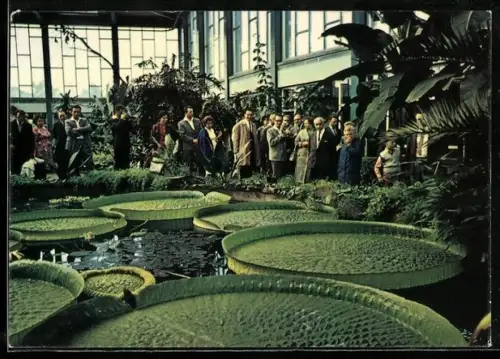 AK Berlin, Victoria cruziana im Alfred-Brehm-Haus