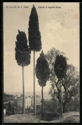 AK San Remo, Cipressi in regione Solaro