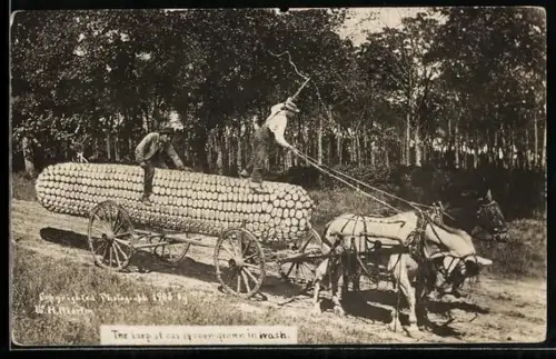 AK The largest ear of corn growing in Wash, Pferde kämpfen mit dem Riesenmais