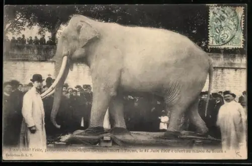 AK Tours, Elephant Fritz, pensionnaire au cirque Barnum