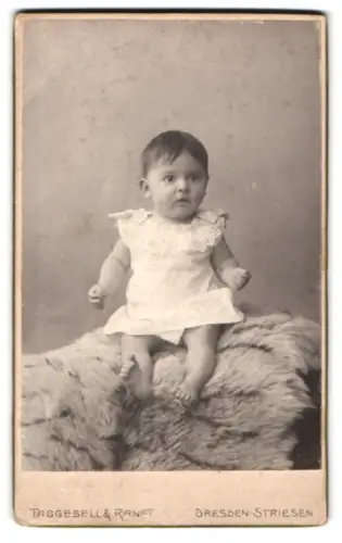 Fotografie Taggesell & Ranft, Dresden-Striesen, Augsburgerstr. 9, Porträt eines Kleinkindes