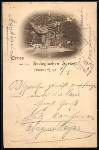 AK Frankfurt a. M., Zoologischer Garten, Gebäude, Rehe