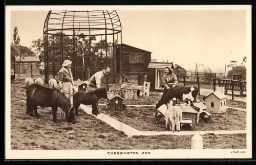 AK Chessington, Zoo, Miniponies, Schafe, Streichelzoo mit Besuchern